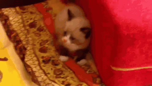 a small kitten is laying on a bed with a pink blanket .