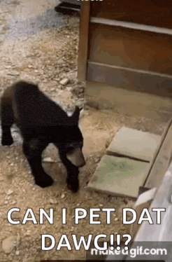 a black bear cub is walking on the ground and looking at something .