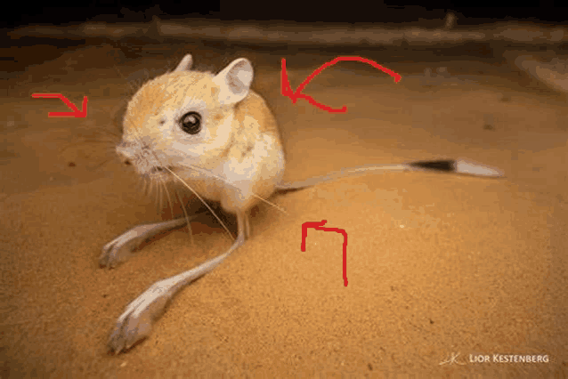 a small mouse is standing in the sand with red arrows pointing at it .