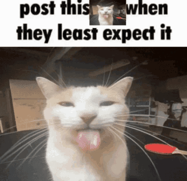 a cat with its tongue hanging out and a caption that says post this when they least expect it .