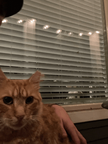 a cat is being held by a person in front of a window with blinds