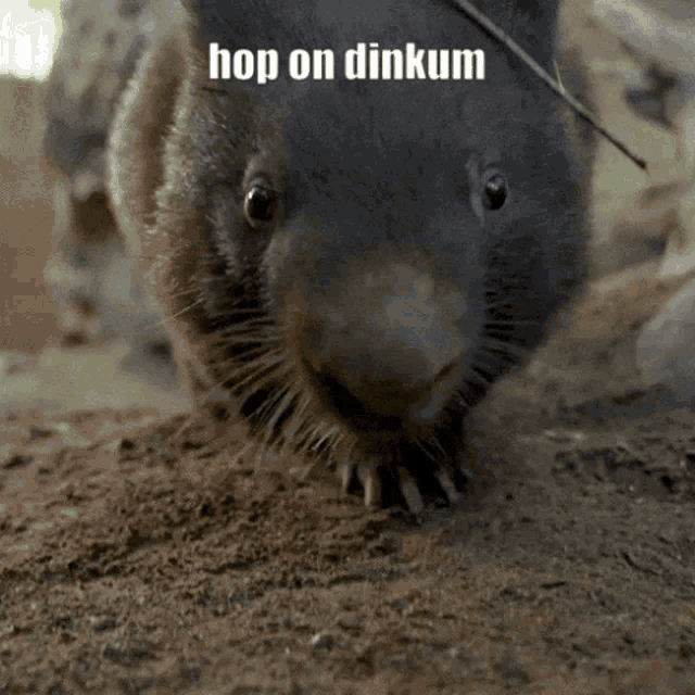 a picture of a rat with the words hop on dinkum above it