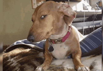 a small brown dog with a pink collar is laying on a bed