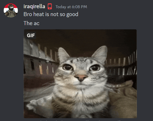 a screenshot of a chat with iraqirella and a picture of a cat with the caption " bro heat is not so good "