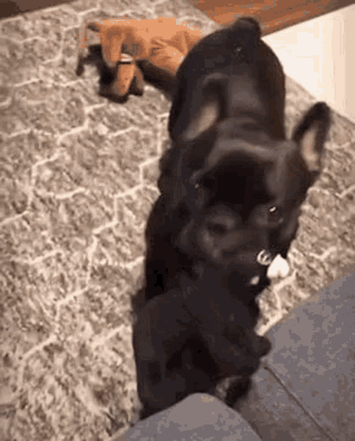 two black dogs are standing next to each other on a couch in a living room .