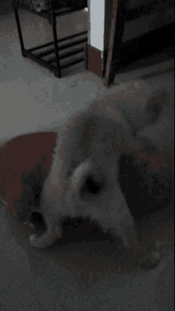 Playtime Dog GIF