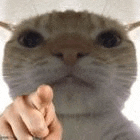 a close up of a person 's hand pointing at a cat 's face .