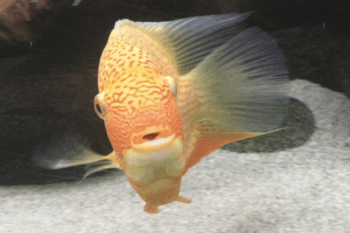 a close up of a fish with a very large mouth