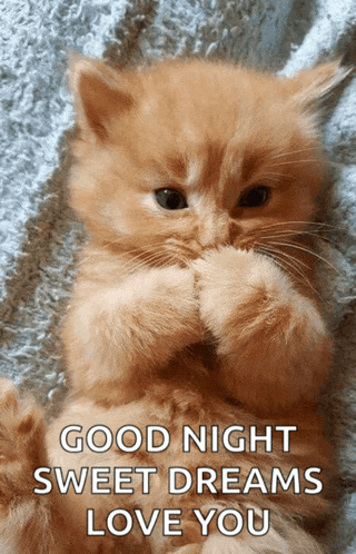 a kitten is laying on a blanket with the words " good night sweet dreams love you "