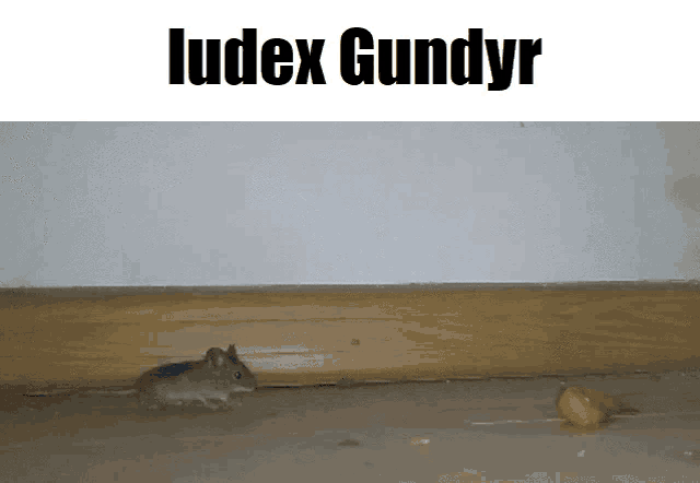 a mouse is crawling on a wooden floor under a sign that says luddex gundyr