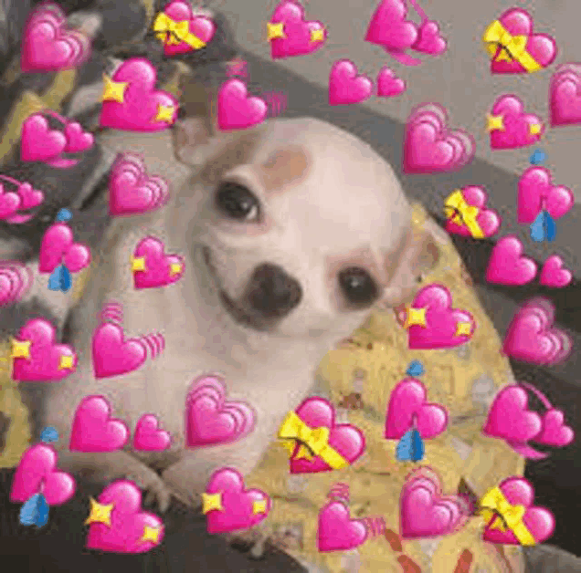 a small white chihuahua dog is surrounded by pink hearts .