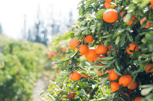 a bunch of oranges hanging on a tree with green leaves