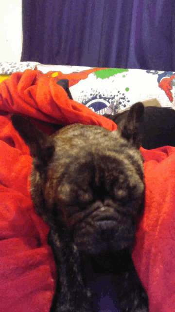 a dog is laying on a bed with a red blanket on it