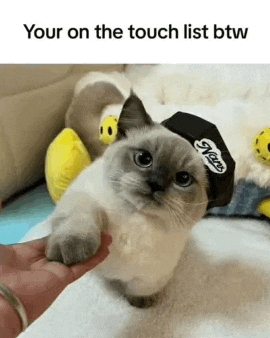 a person is petting a cat wearing a hat that says vans on it .