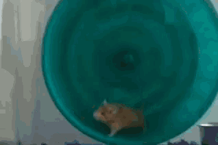 a hamster is running in a blue wheel