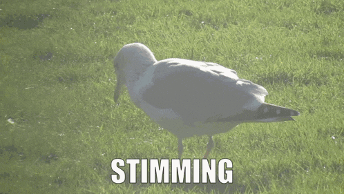a seagull standing in a grassy field with the word stunning above it