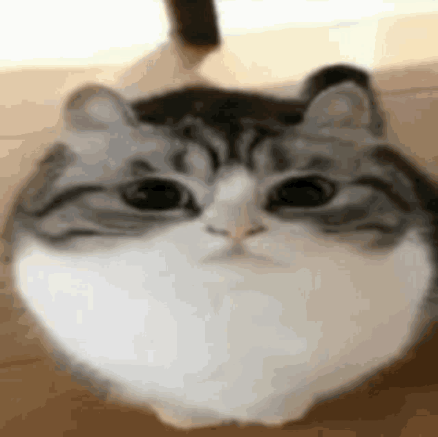 a close up of a gray and white cat sitting on the floor .