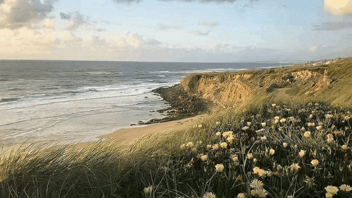 a view of a beach from a cliff with flowers in the foreground and the ocean in the background .