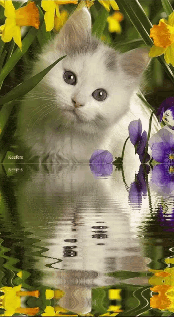 a white kitten is sitting in the water with purple flowers in the background