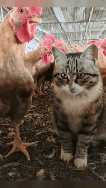 a cat standing in front of a flock of chickens looking at the camera