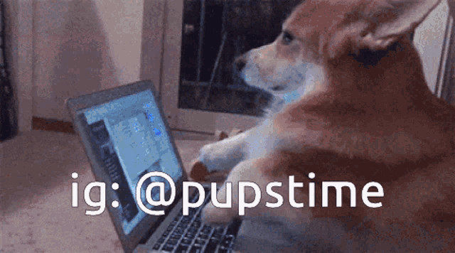 a dog sitting in front of a laptop with the hashtag @pupstime on the bottom