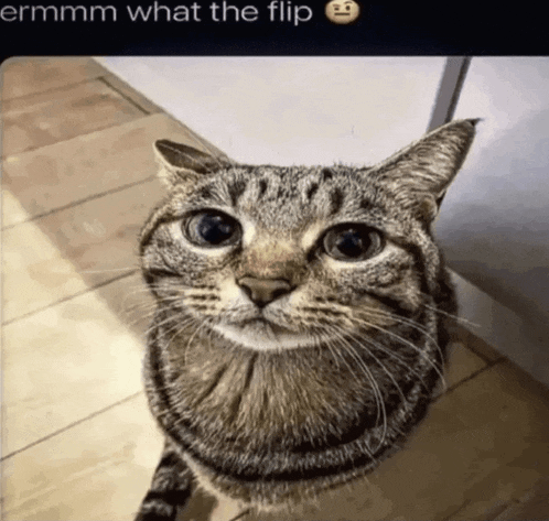 a picture of a cat with a caption that says " ermmmm what the flip "