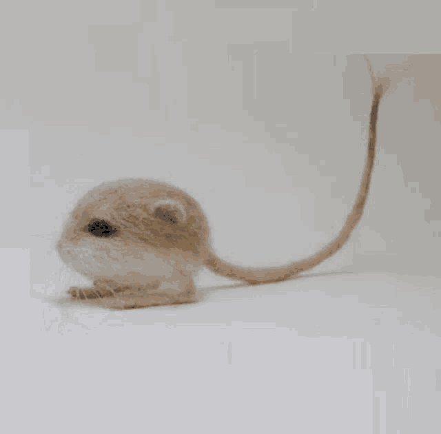 a small mouse with a long tail is sitting on a white table .