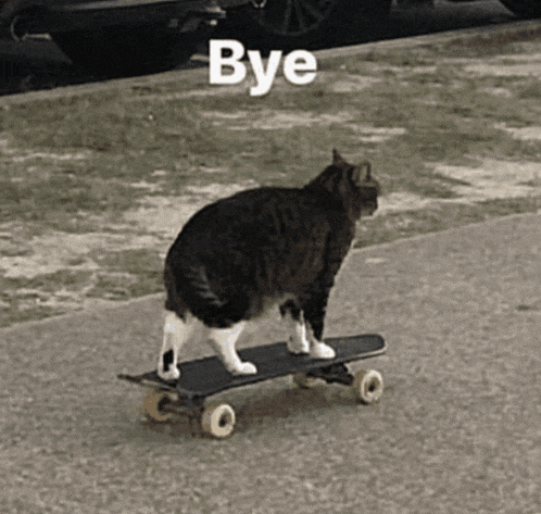 a cat is riding a skateboard with the word bye written on it