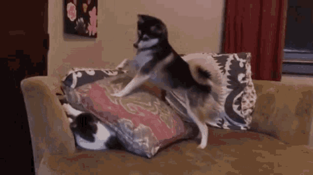 a dog is standing on top of a couch next to a cat .
