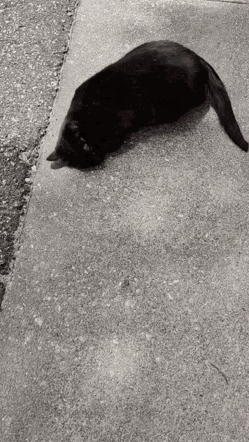 a black cat is laying on the sidewalk on a sunny day
