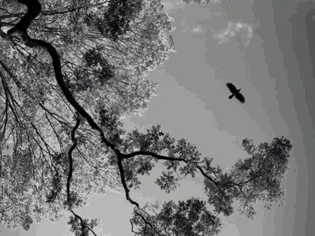 a black and white photo of a bird flying over a tree branch .