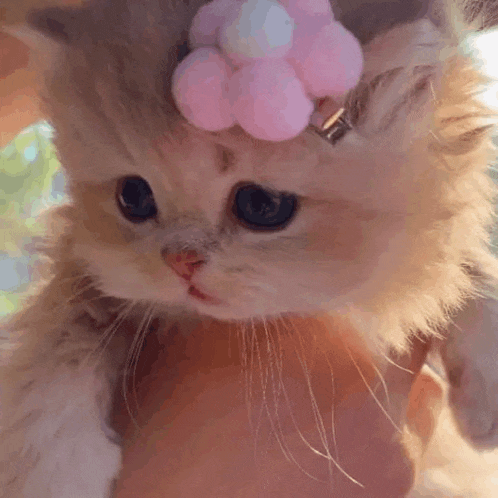 a person is holding a kitten with a pink flower on its head .