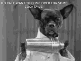 a dog dressed as a bartender is holding a shaker and drinking from it .