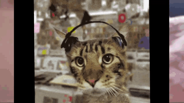 a cat is wearing headphones on its head and looking at the camera