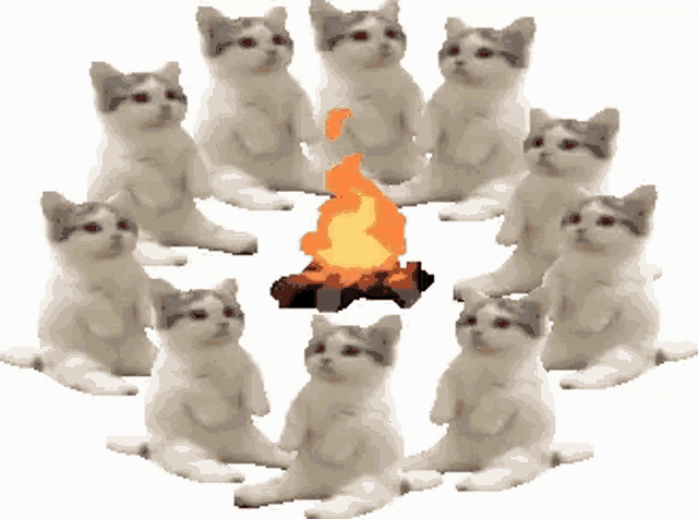 a group of cats sitting around a campfire .