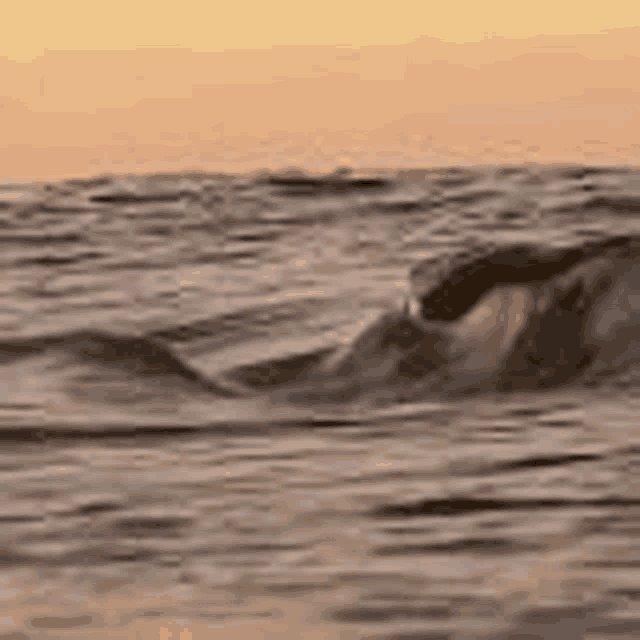 a dolphin is swimming in the ocean at sunset with waves crashing on the shore .