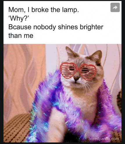 a cat wearing sunglasses and a purple boa says mom i broke the lamp ' why '