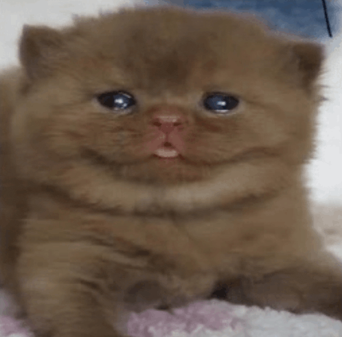 a brown kitten with blue eyes is laying on a blanket .