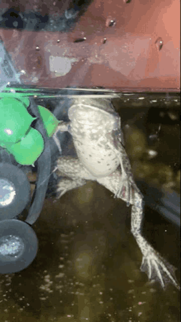 a frog is swimming in a tank with a green rubber ring in the background