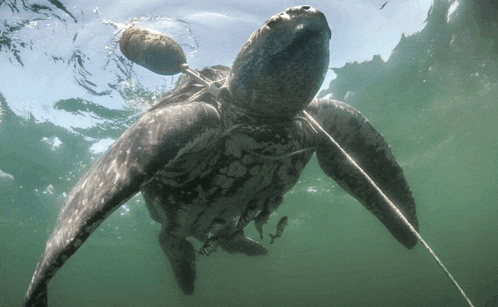 a sea turtle is tied to a rope in the ocean