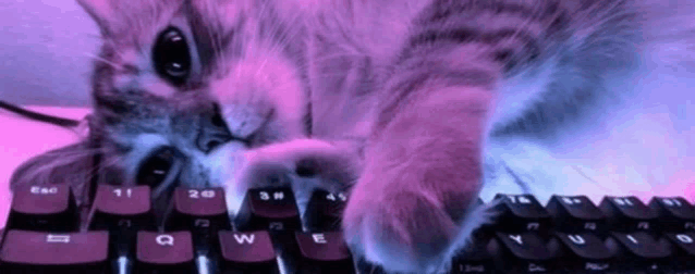 a cat is typing on a keyboard with a pink and purple background