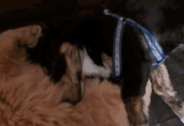 a dog wearing a blue and white striped harness