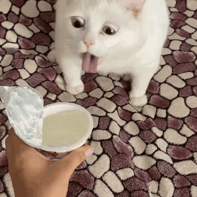 a white cat sticking its tongue out next to a person holding a cup of yogurt