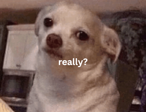 a small white dog with the words " really " on the bottom