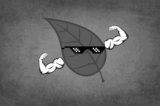 a leaf wearing sunglasses and flexing its muscles on a grey background