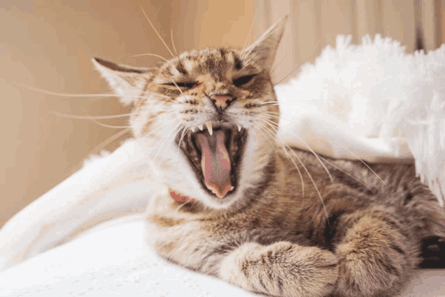 a cat is yawning with its tongue out