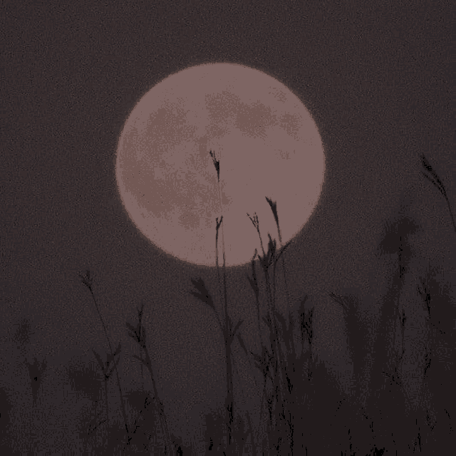 a full moon is visible through the tall grass in the foreground