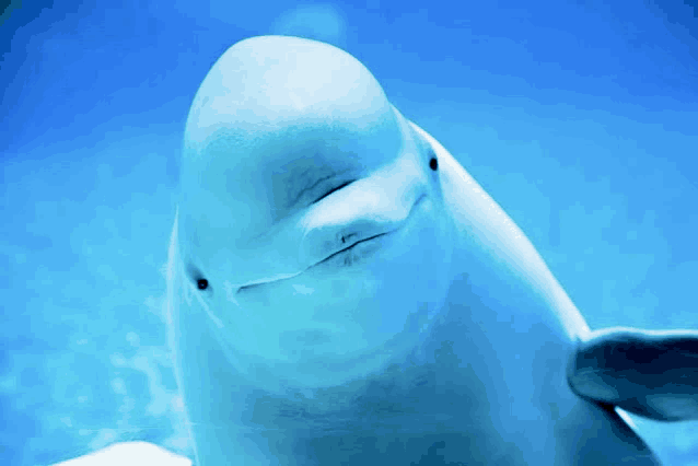 a close up of a white dolphin swimming in the ocean