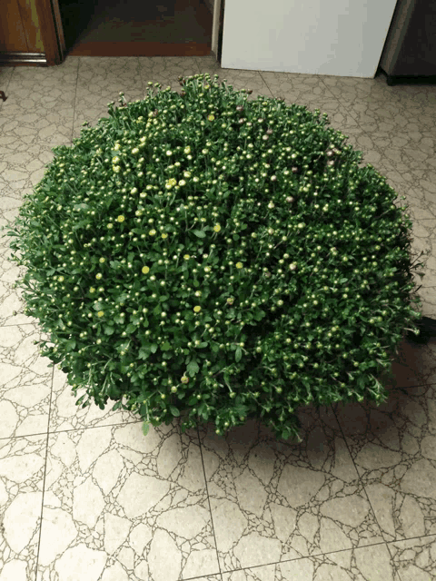 a bunch of green flowers are sitting on a tile floor