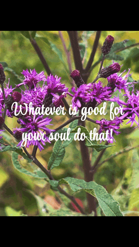 a plant with purple flowers and a quote that says whatever is good for your soul do that